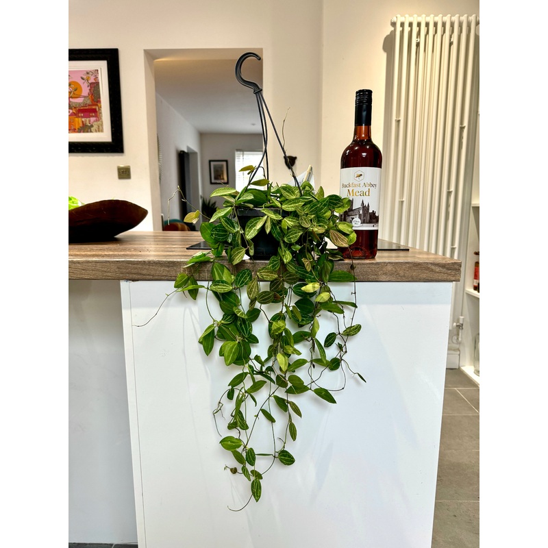 50cm Dischidia Ovata Watermelon