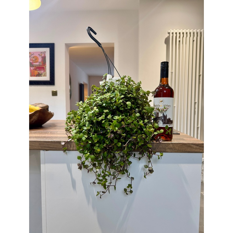50cm Hanging Callisia Elegans