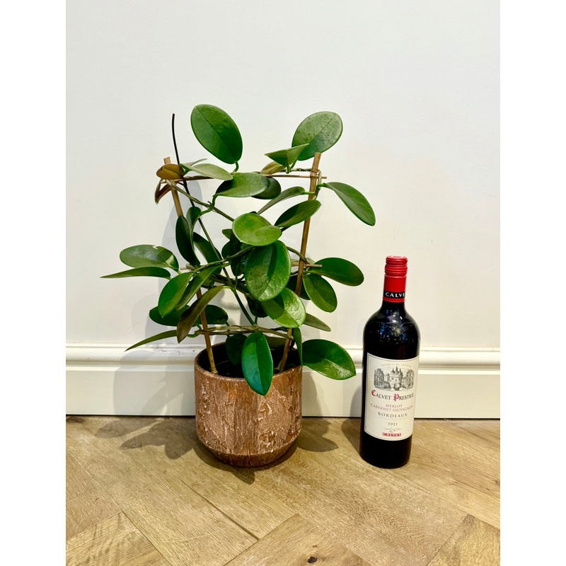 50cm Hoya Australis