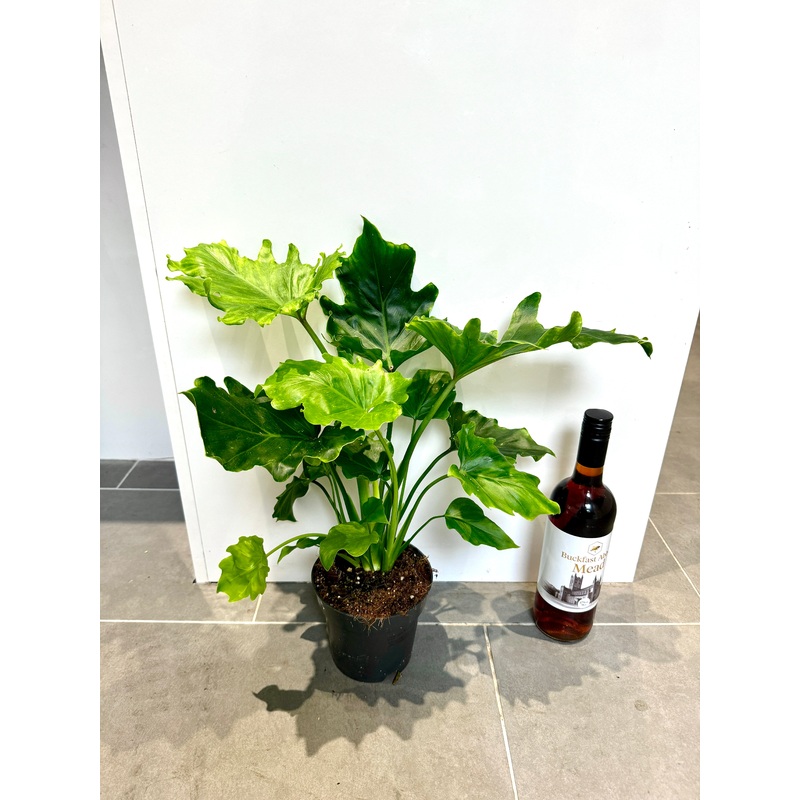 50cm Philodendron Cum Laude