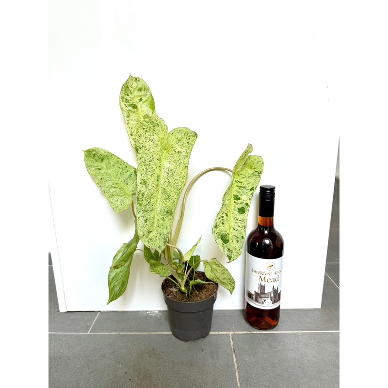 50cm Philodendron Paraiso Verde
