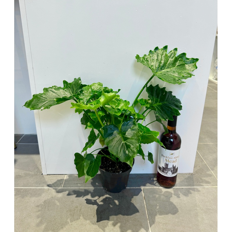 50cm Philodendron Shangri La