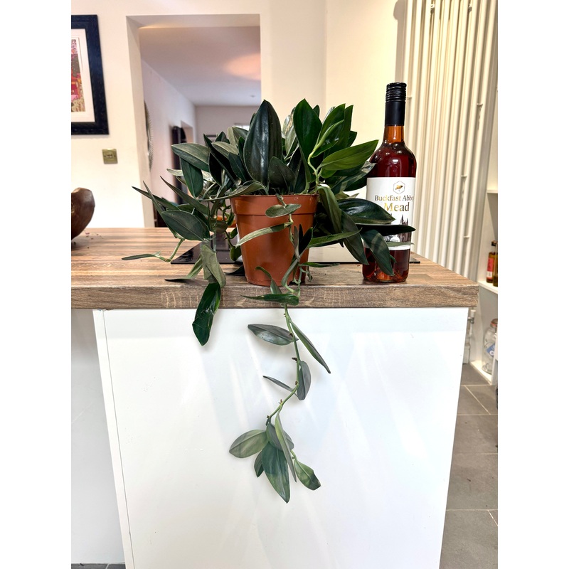 50cm Scindapsus Dark Form