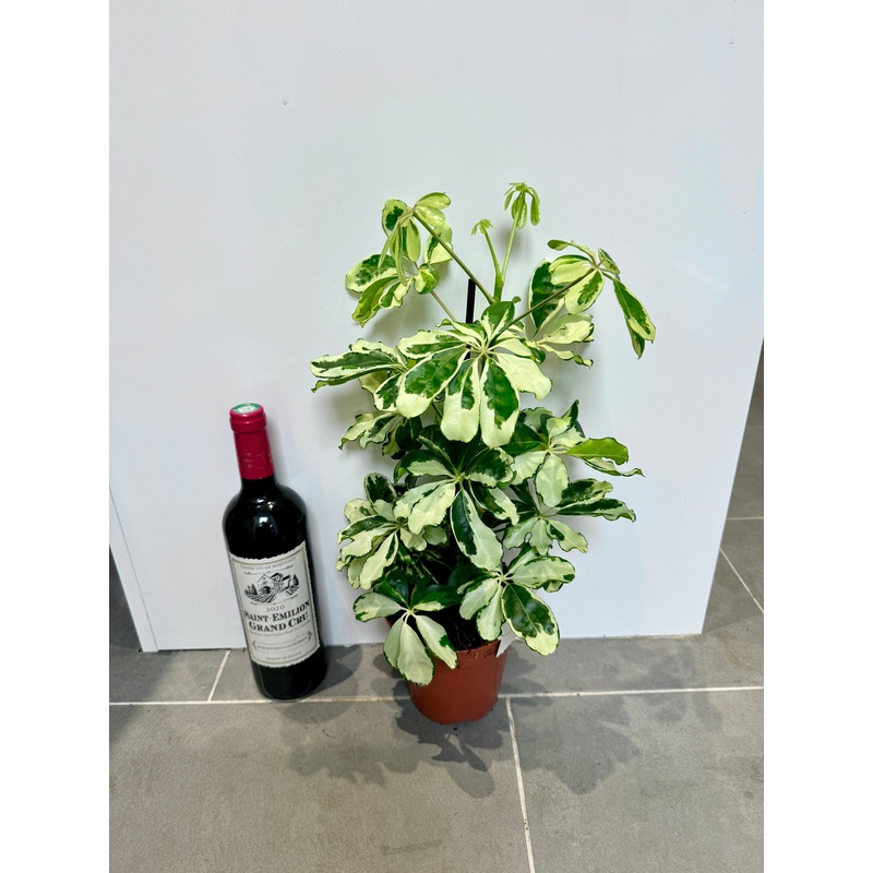 50cm Variegated Umbrella Plant (Schefflera Charlotte)