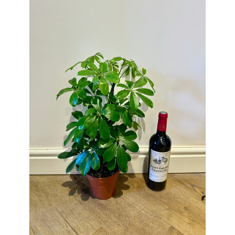 55cm Schefflera (Umbrella Plant)