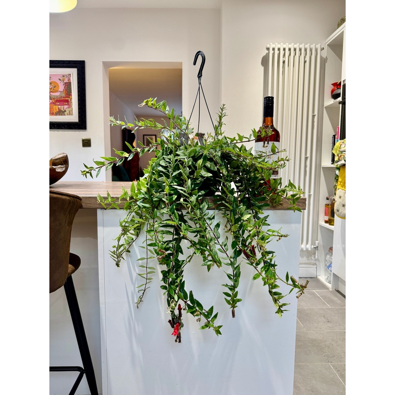 60cm Aeschynanthus Caroline