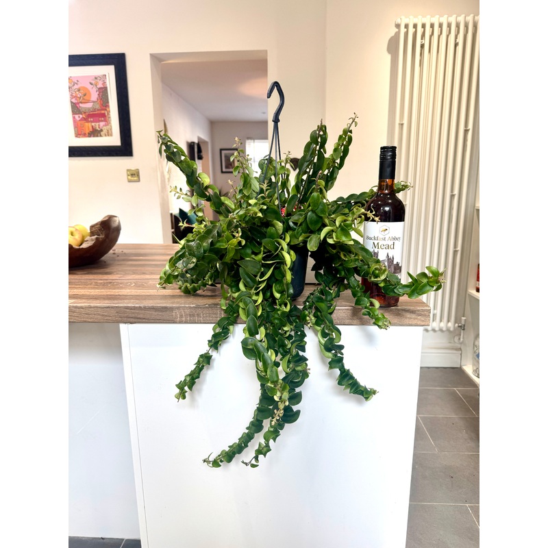 60cm Aeschynanthus Twister