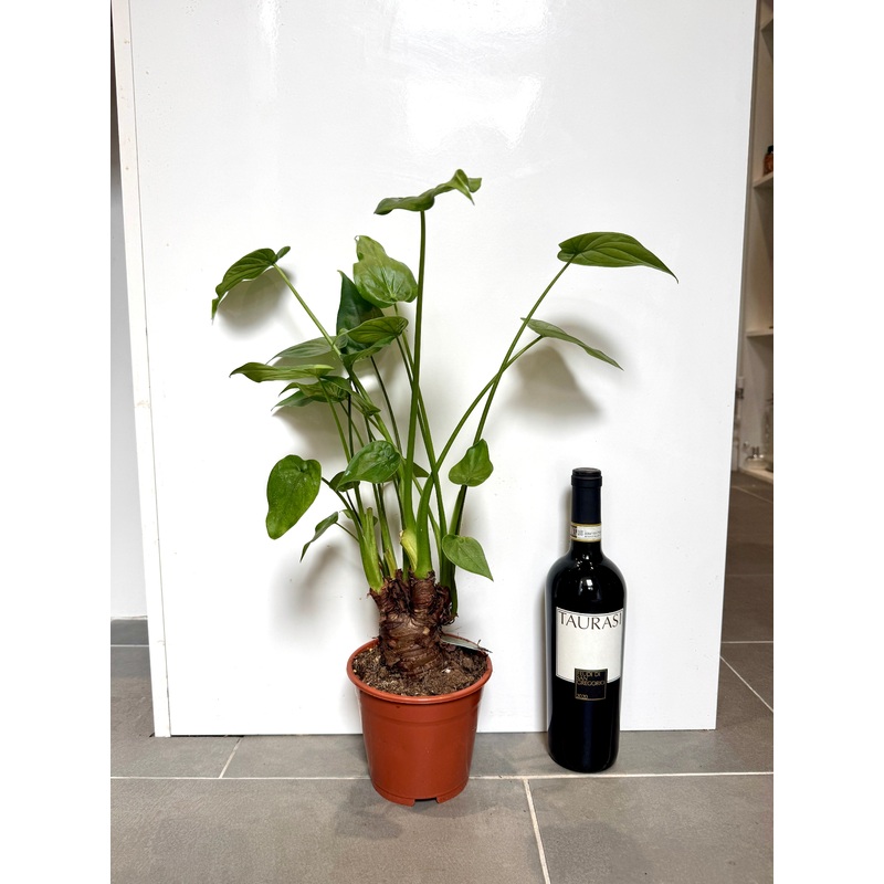 60cm Alocasia Cucullata