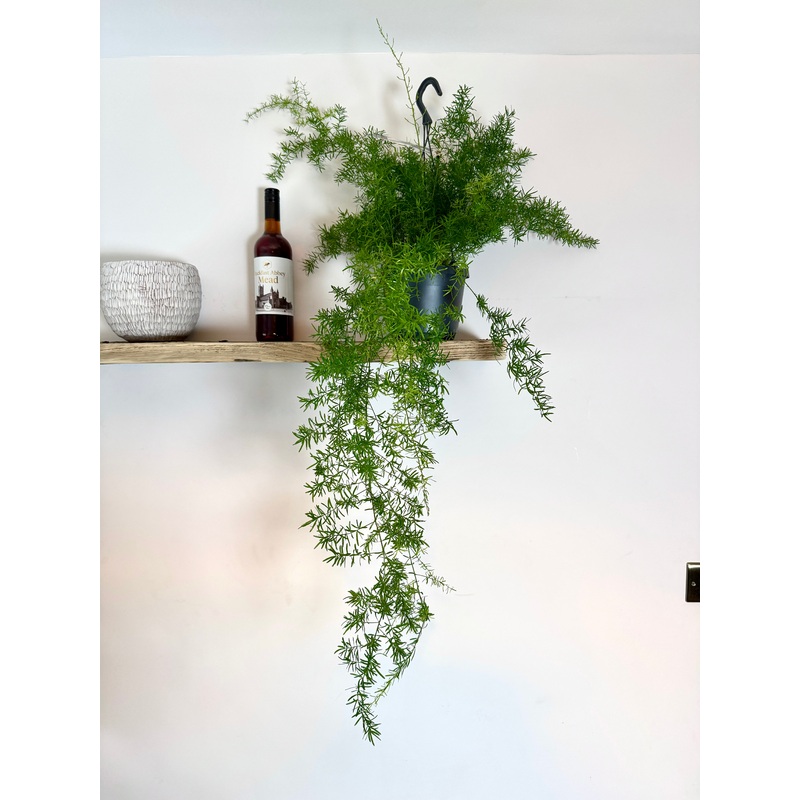 60cm Asparagus Sprengeri (Feather Fern)