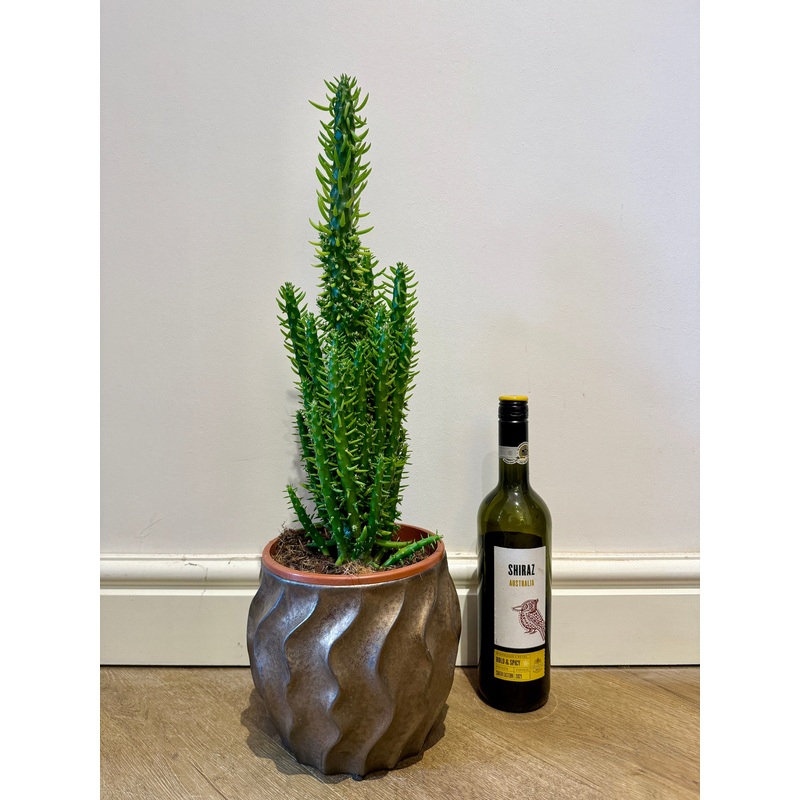 60cm Austrocylindropu (Eves Pin Cactus)