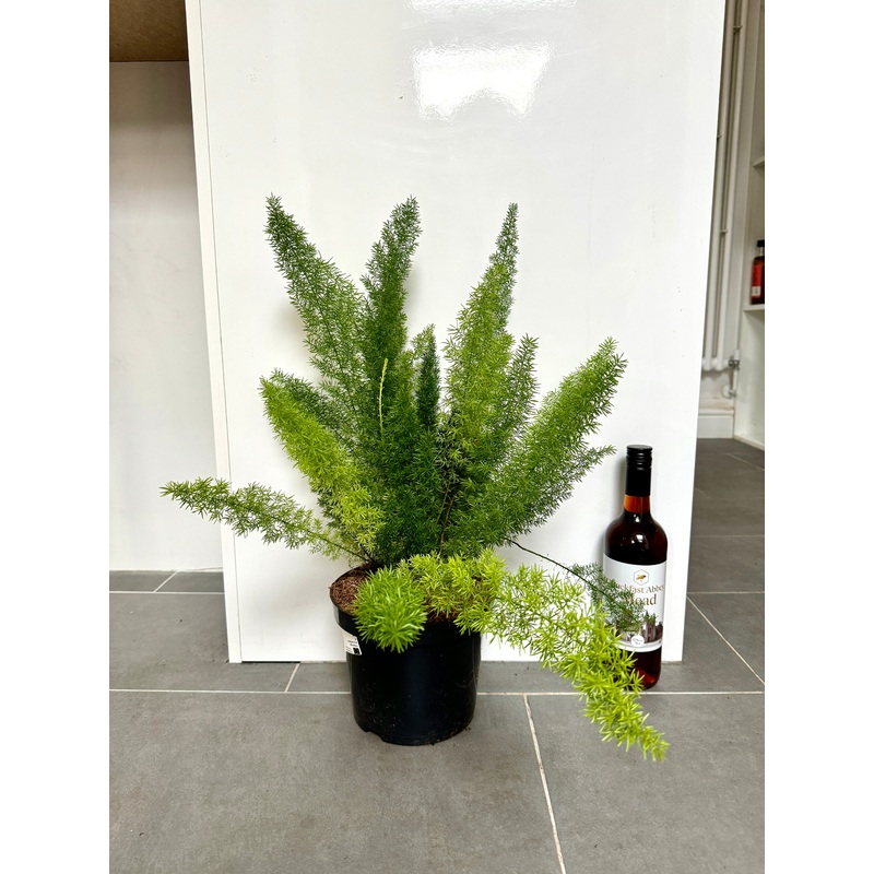 60cm Foxtail Fern (Asparagus Densiflorus)