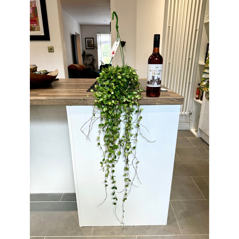 60cm Hanging Hoya