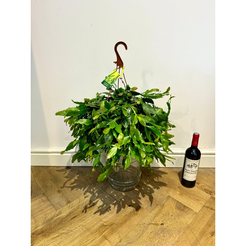 60cm Hanging Rhipsalis Cassutha
