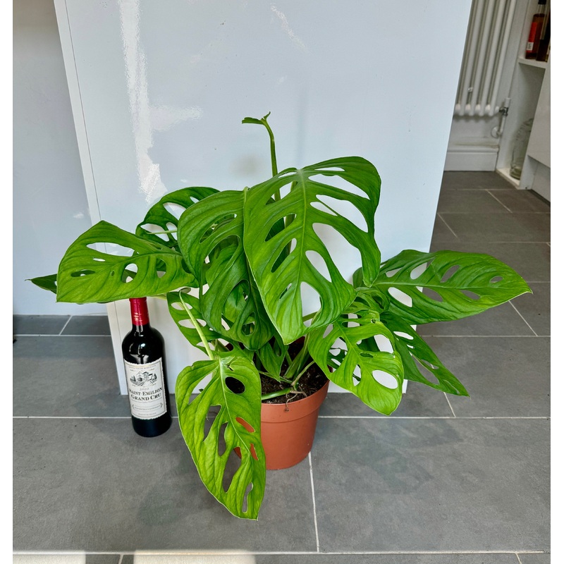 60cm Large Form Monstera Adansonii