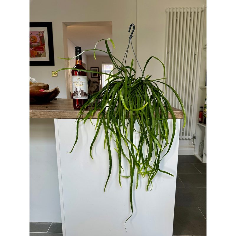 60cm Lepismium Bolivianum