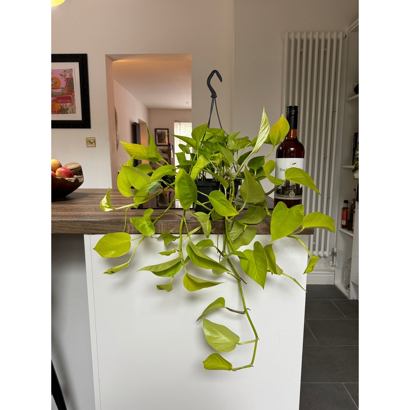 60cm Neon Pothos