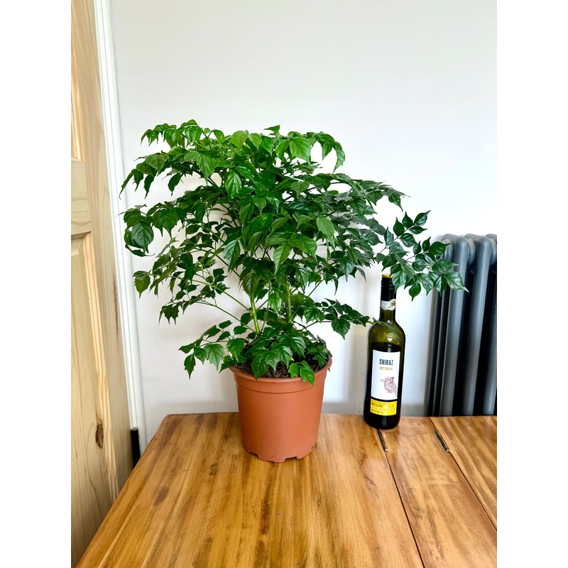 60cm Radermachera sinica (China Doll Plant)