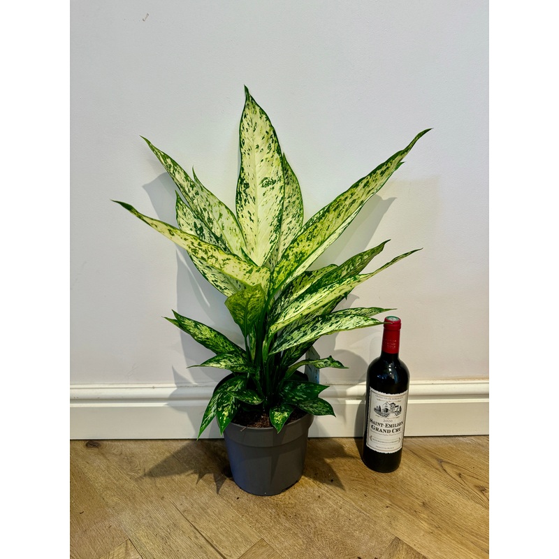 65cm Dieffenbachia Vesuvius