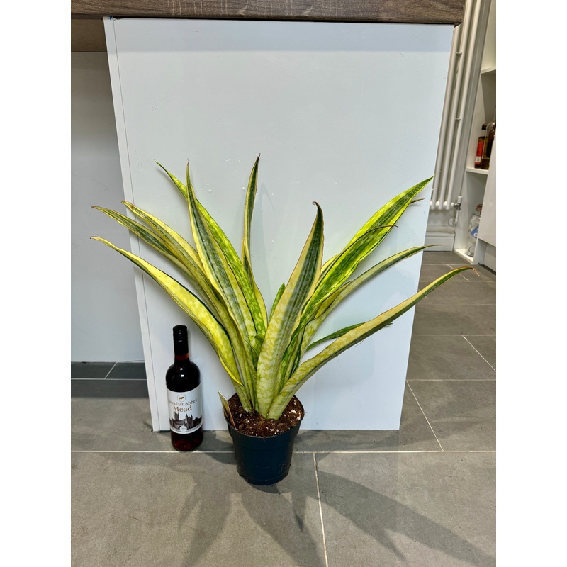 65cm Golden Snake Plant
