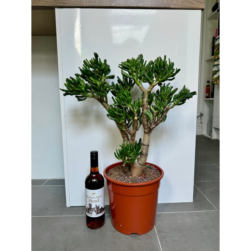 70cm Crassula Horn Tree