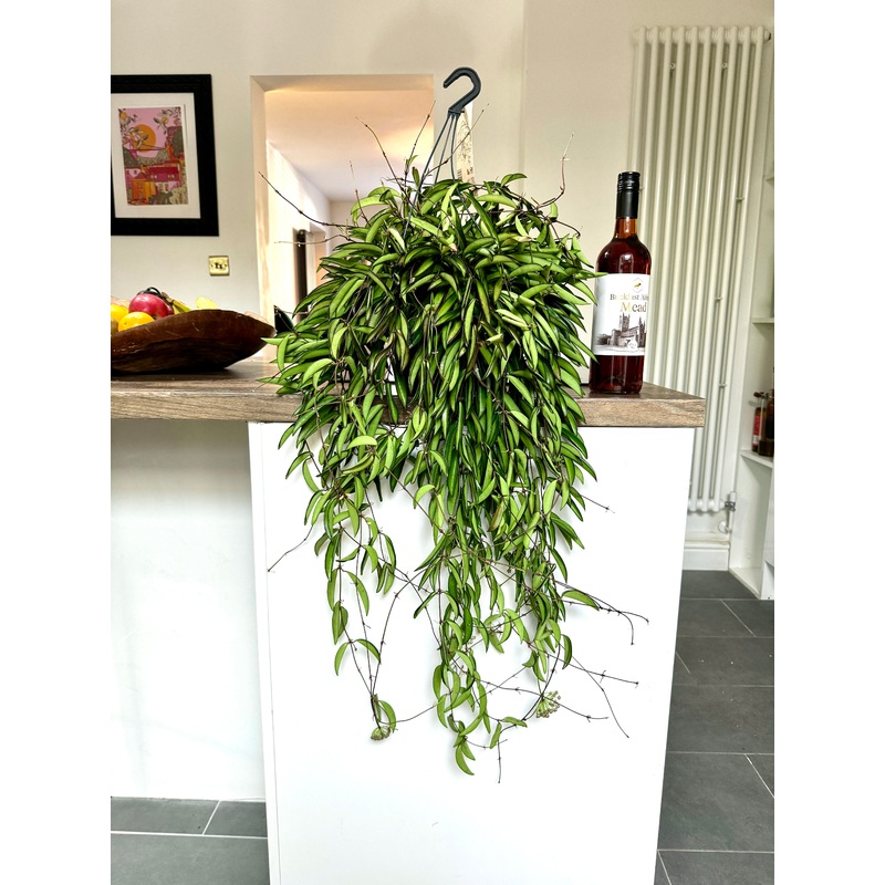 70cm Hoya Wayetii