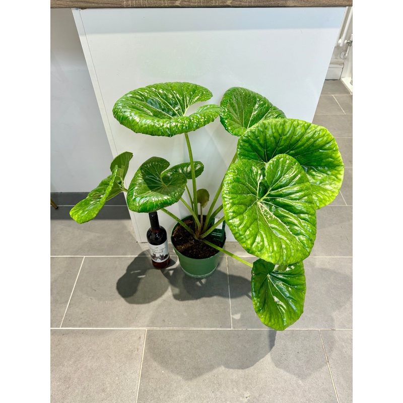 75cm Leopard Plant (Farfugium Japonicum)