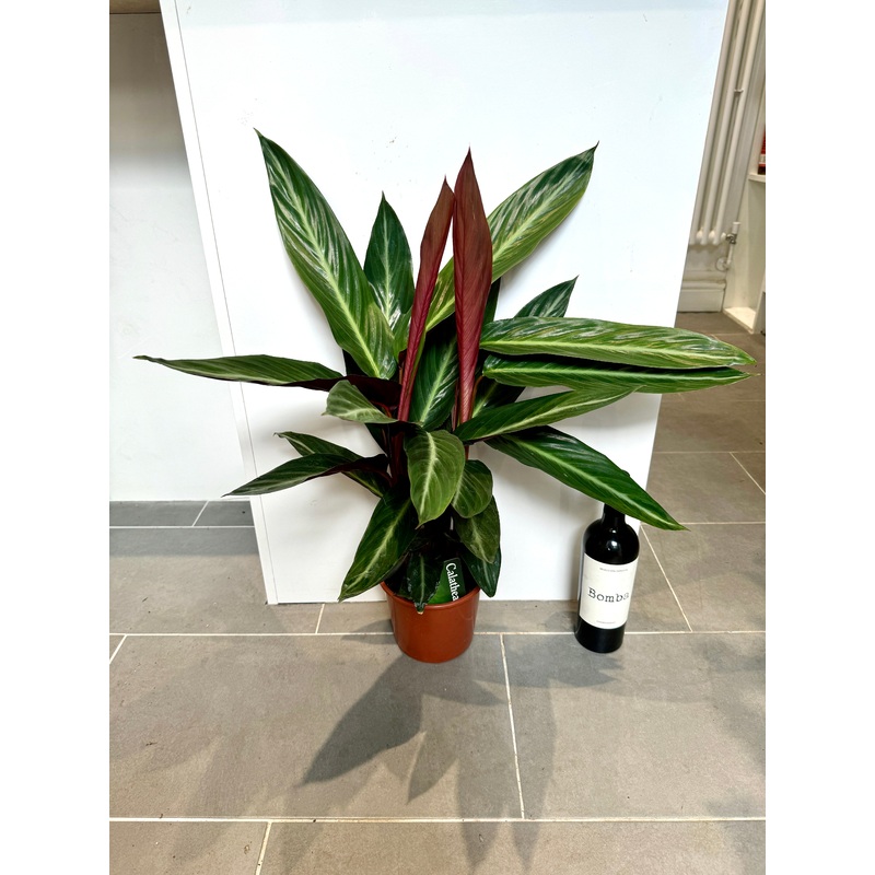 75cm Mixed Calathea
