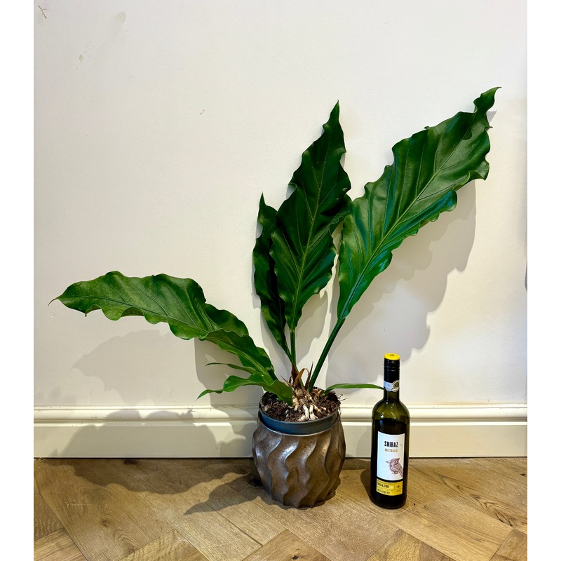 80cm Anthurium Birdsnest