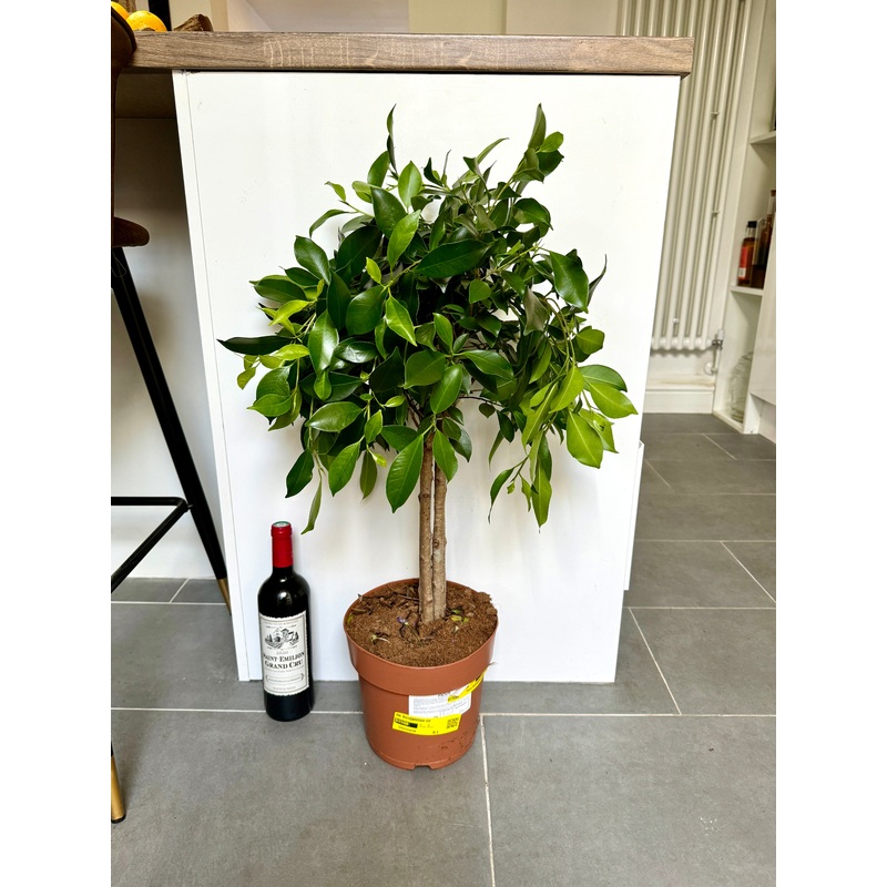 80cm Ficus Benjamina Tree