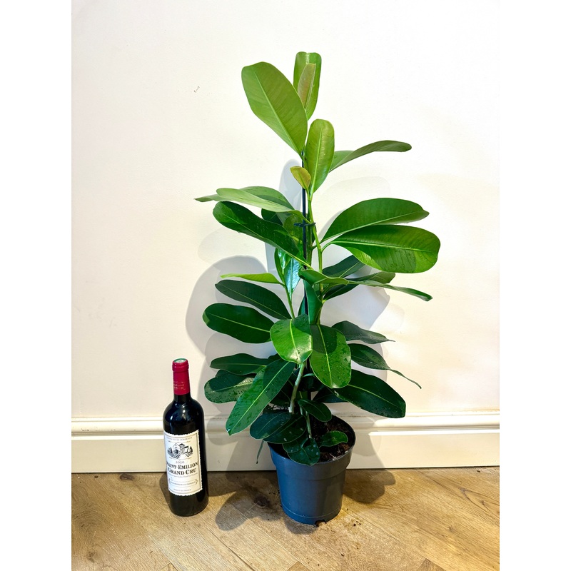80cm Ficus Microcarpa