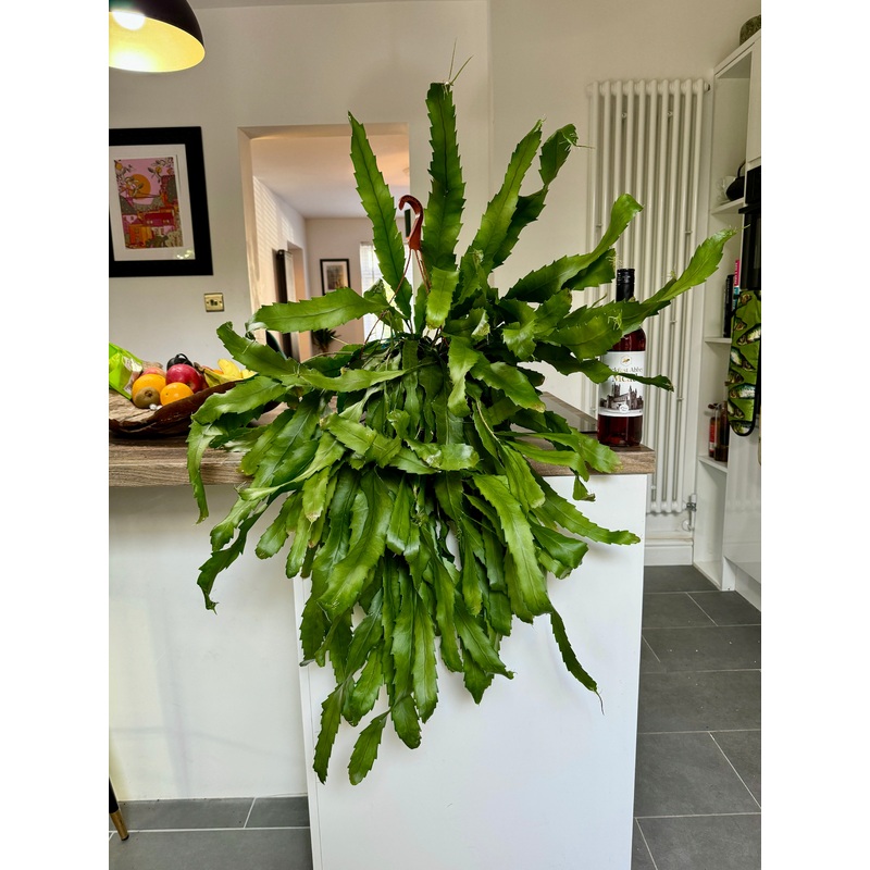 80cm Lepismium Houlettian