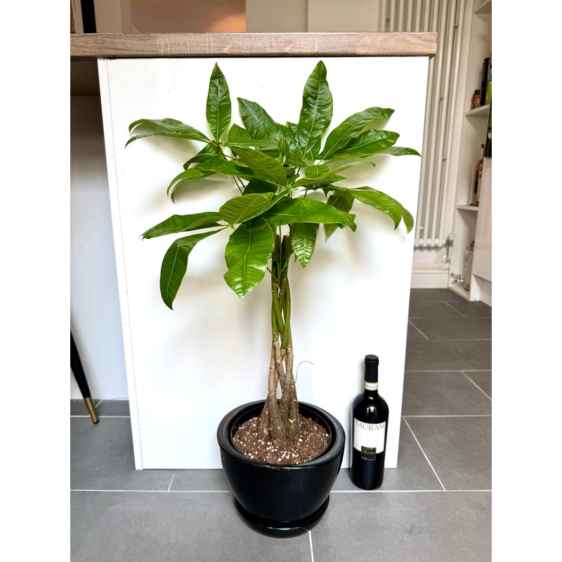 80cm Pachira Aquatica (Money Tree) in black ceramic pot