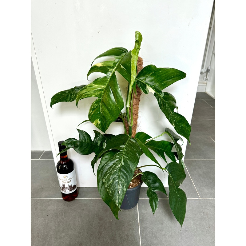 80cm Variegated Epipremnum Pinnatum