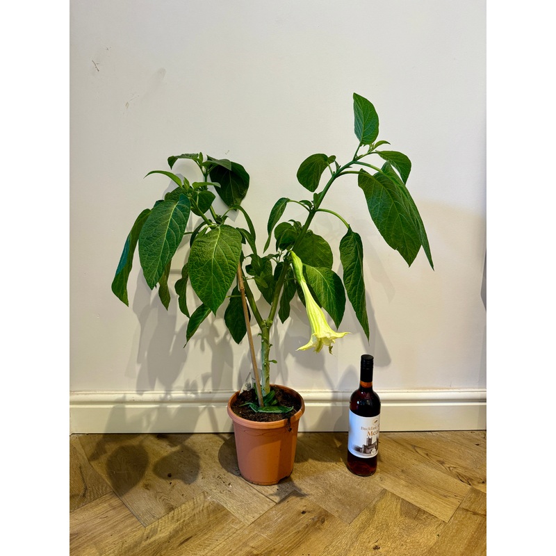 90cm Brugmansia (Angels Trumpet)