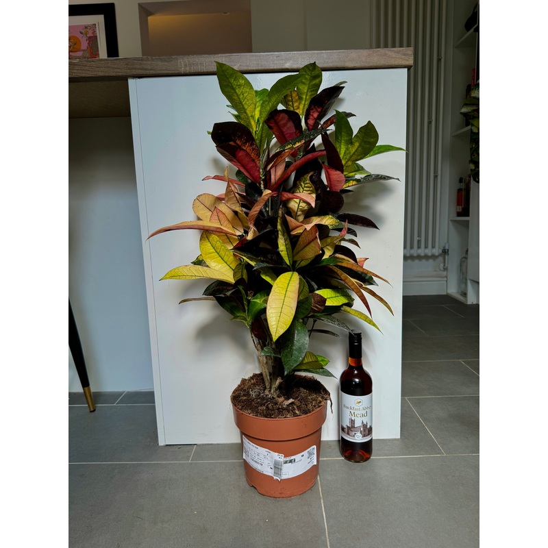 90cm Codiaeum Mrs Iceton