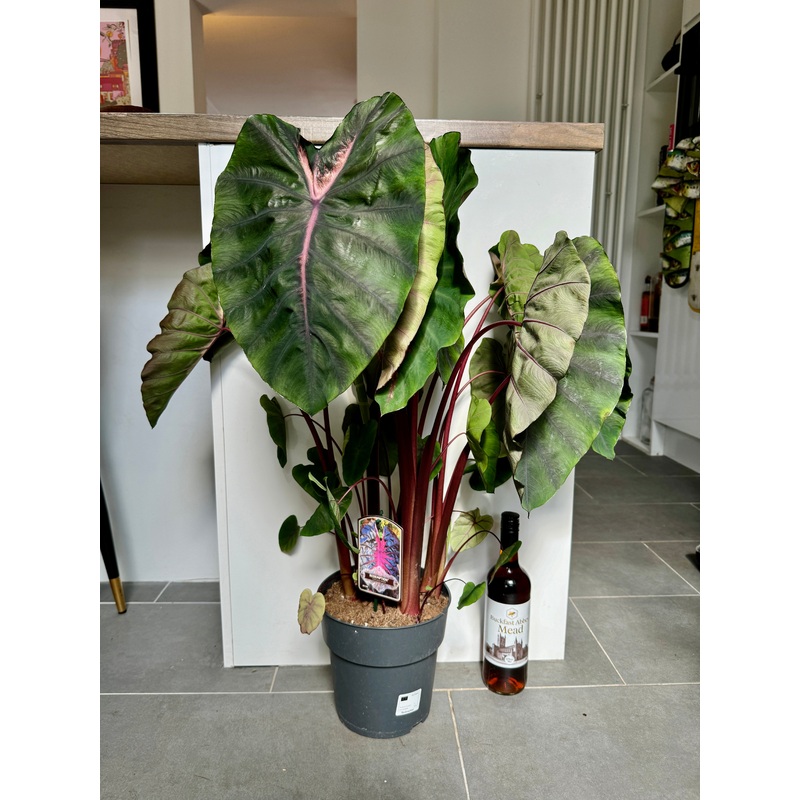 90cm Colocasia Esculenta