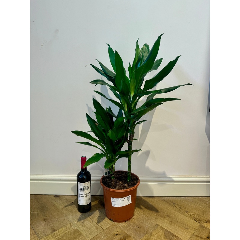 90cm Dracaena Janet Lind