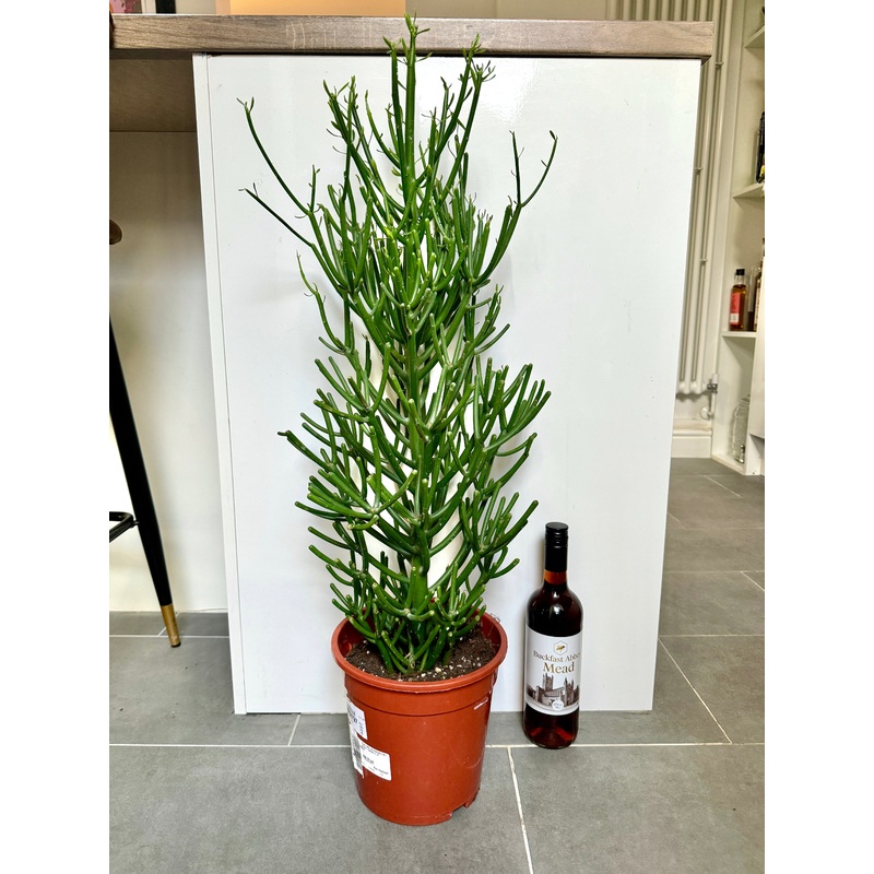 90cm Euphorbia Tirucalli (Pencil Cactus)