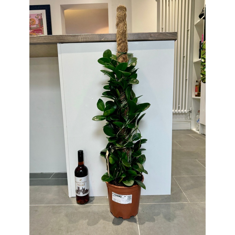 90cm Hoya Australis