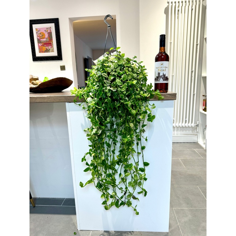 90cm Tradescantia Yellow Hill