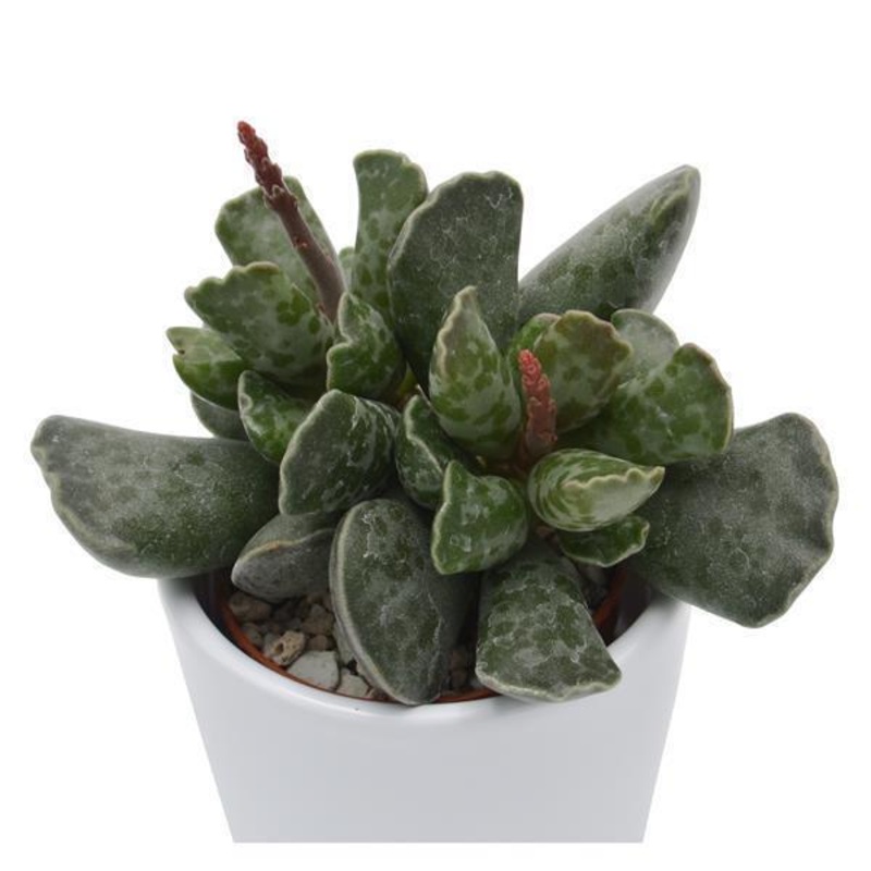 Adromischus cooperi – 6cm