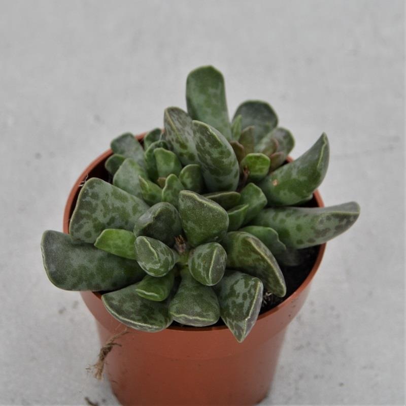 Adromischus cooperi – 8,5cm