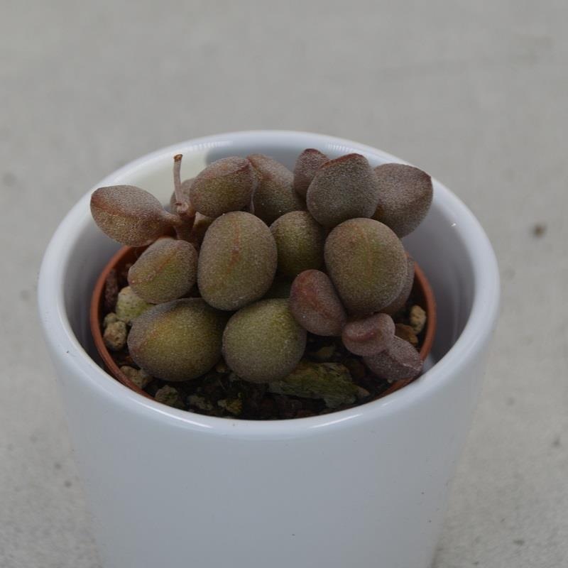 Adromischus marianiae cv. Little Spheroid – 5,5cm