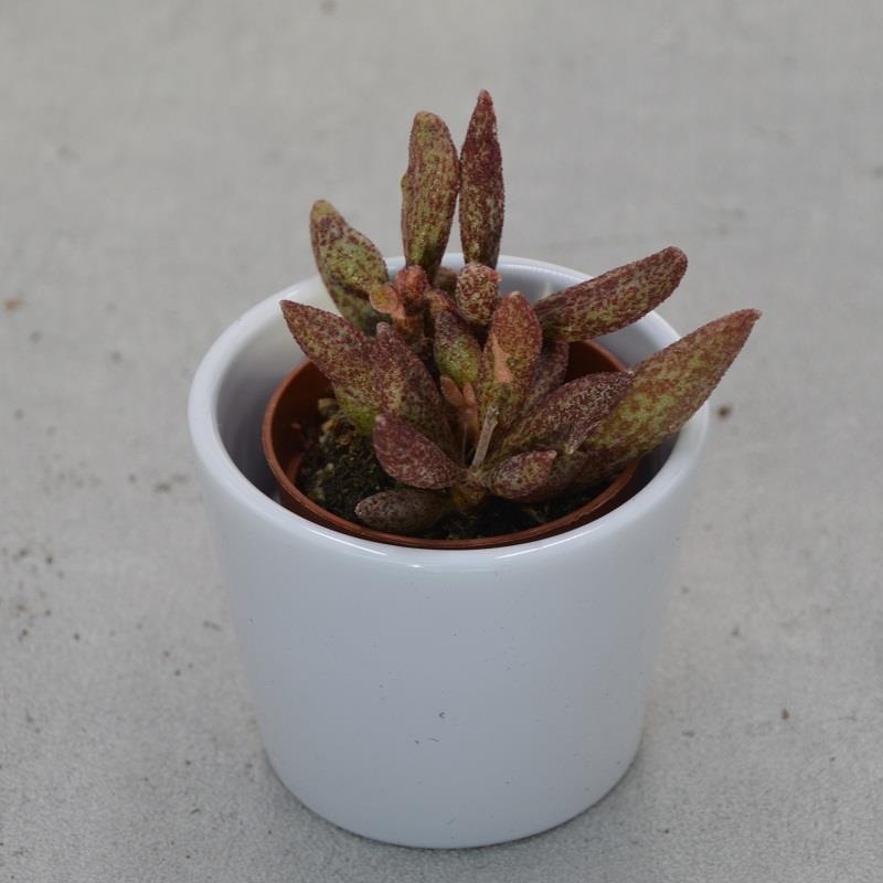 Adromischus marianiae var. antidorcatum – 5,5cm