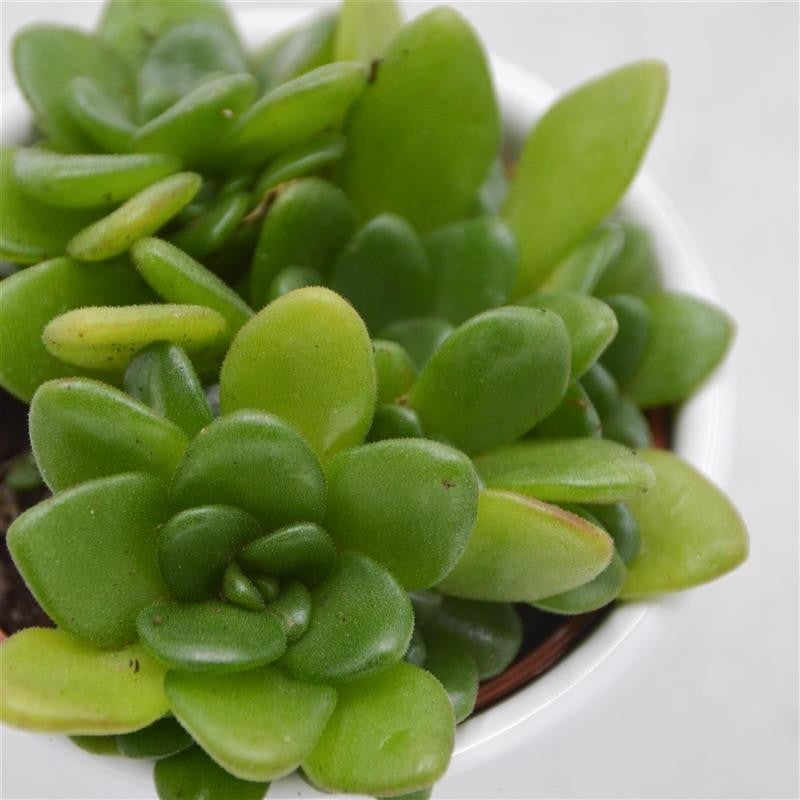 Aeonium arnoldii – 6cm