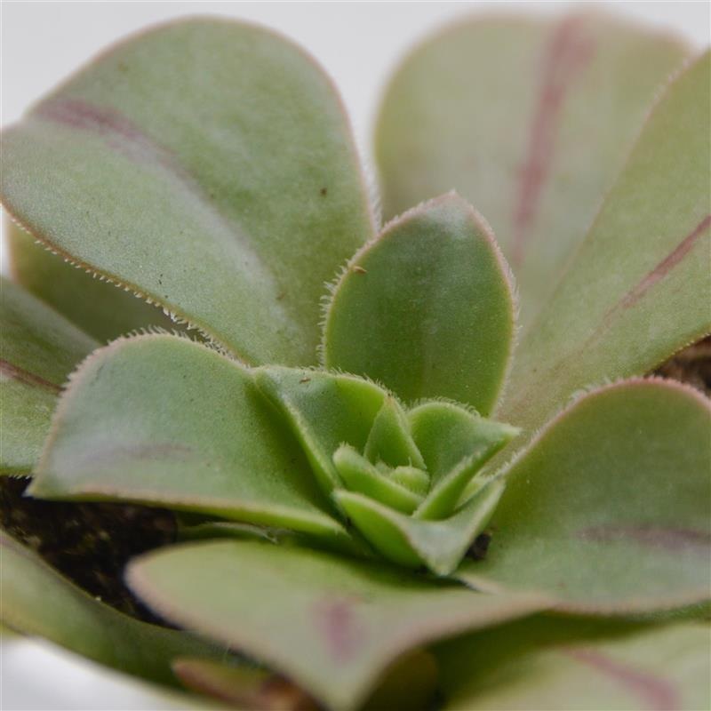 Aeonium leucoblepharum – 6cm
