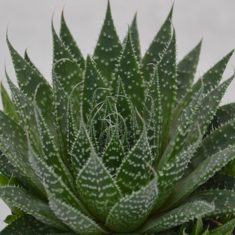 Aloe aristata – 9cm