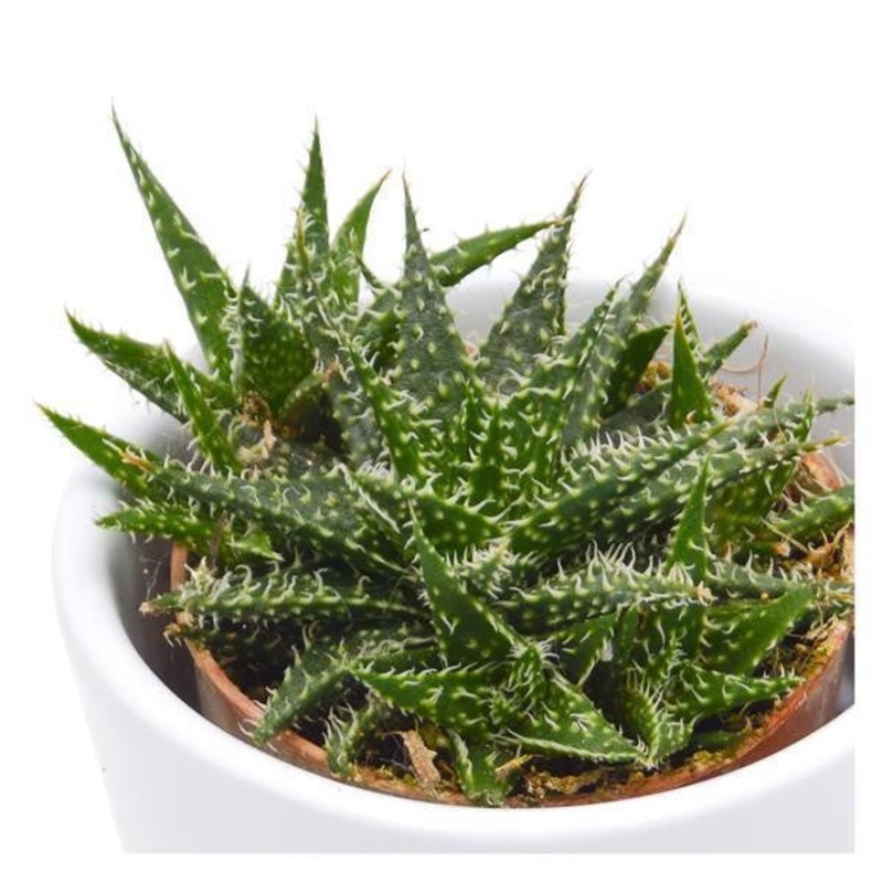 Aloe descoingsii Pepe – 5.5cm
