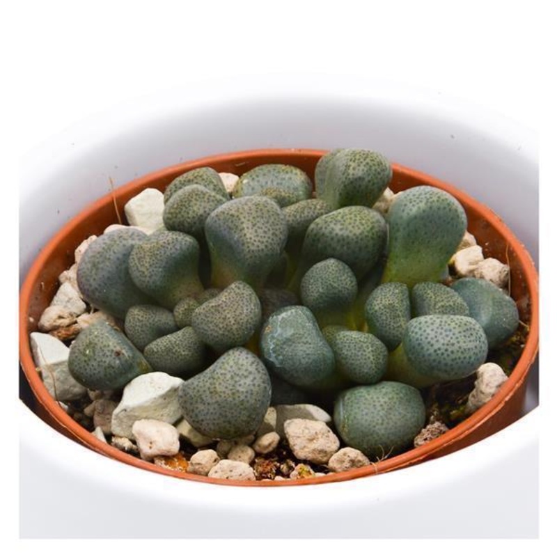 Aloinopsis schooneesii – 5.5cm