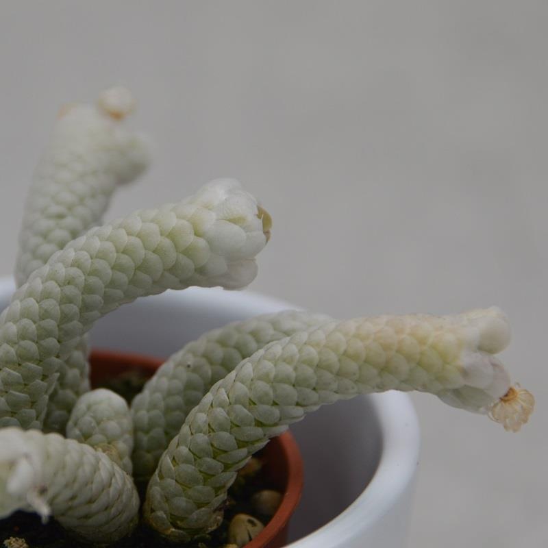 Avonia papyracea – 5,5cm